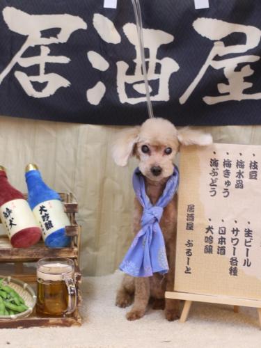 20240611ドルくん